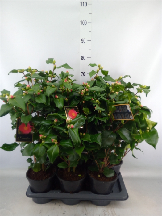 <h4>Camellia japonica 'Dr King'</h4>