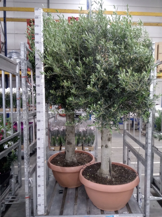 <h4>Olea europaea</h4>