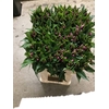 Chelone Obliqua