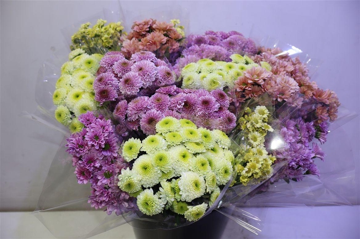 <h4>Chr S Gem X5</h4>