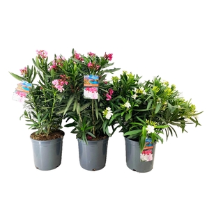 Nerium oleander