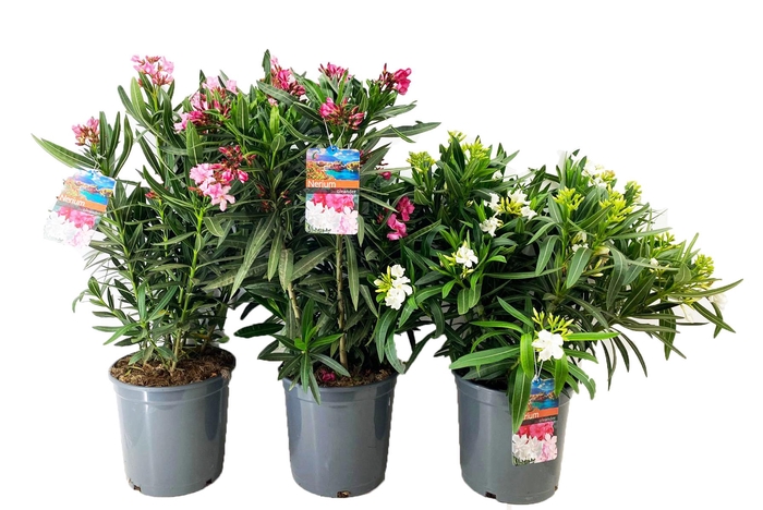 <h4>Nerium oleander</h4>