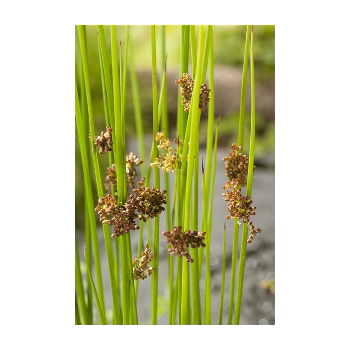 <h4>Juncus effusus</h4>