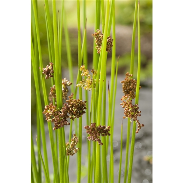 Juncus effusus