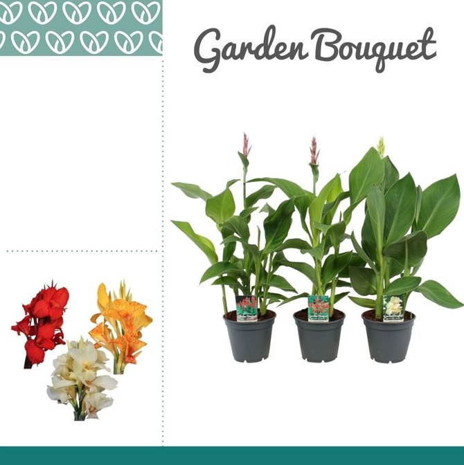 <h4>Canna gemengd</h4>