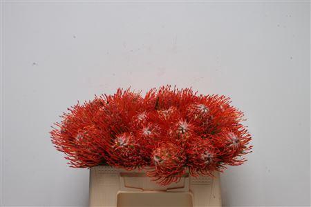 <h4>Leuco Tango</h4>