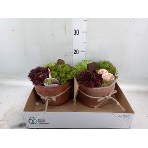 Arr.  Sempervivum L%