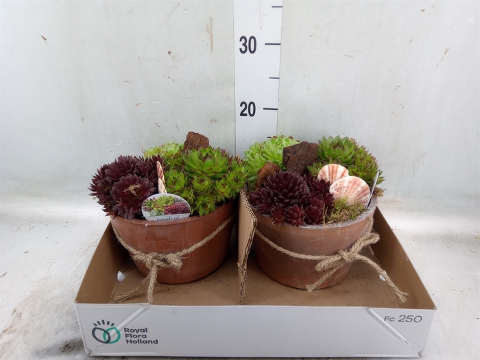 <h4>Arr.  Sempervivum L%</h4>