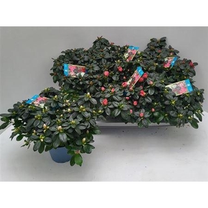 Rhodo Si V Gem 6 Srt