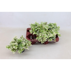 Tradescantia Brightness P12