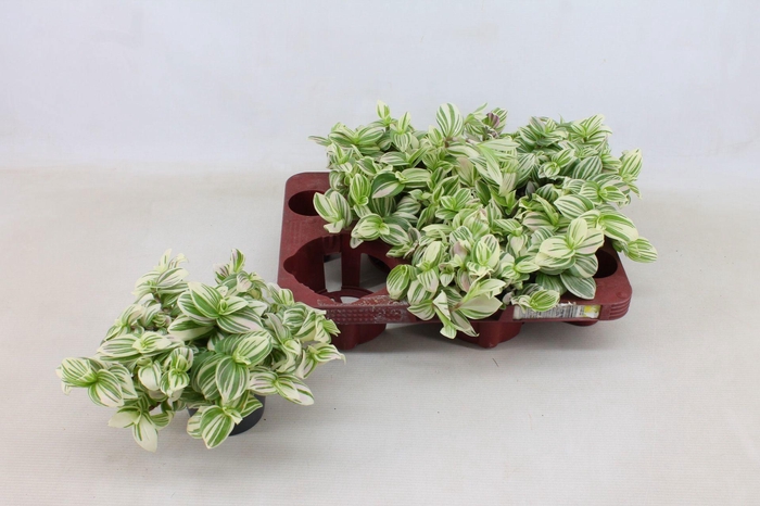 Tradescantia Brightness 12cm