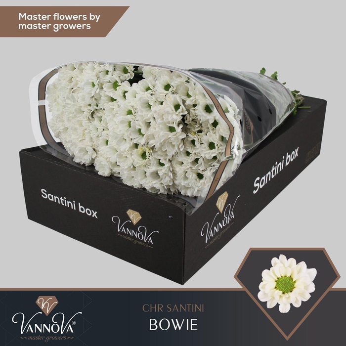 <h4>Chr S AAA Bowie</h4>