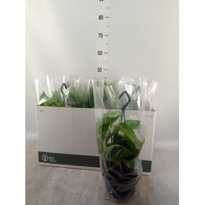 Philodendron scand.