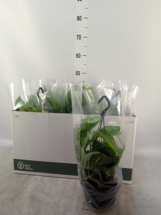 <h4>Philodendron scand.</h4>