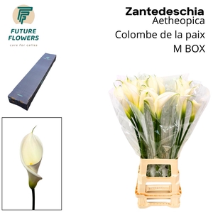 Zant Ae Colombe Paix Medium Box