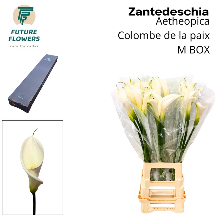 <h4>ZANT AE COLOMBE PAIX MEDIUM BOX</h4>