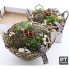 ARR SEMPERVIVUM