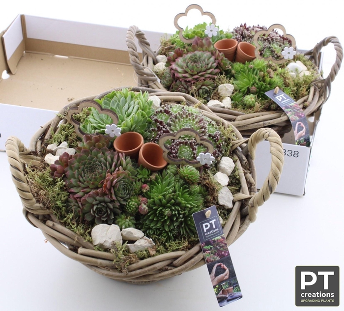 ARR SEMPERVIVUM