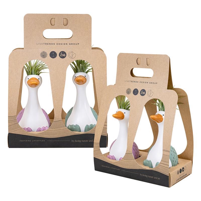 <h4>TILLANDSIA IONANTHA</h4>