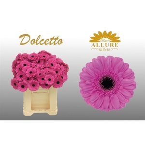 Ge Mi Dolcetto
