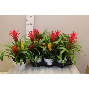 ARR BROMELIA