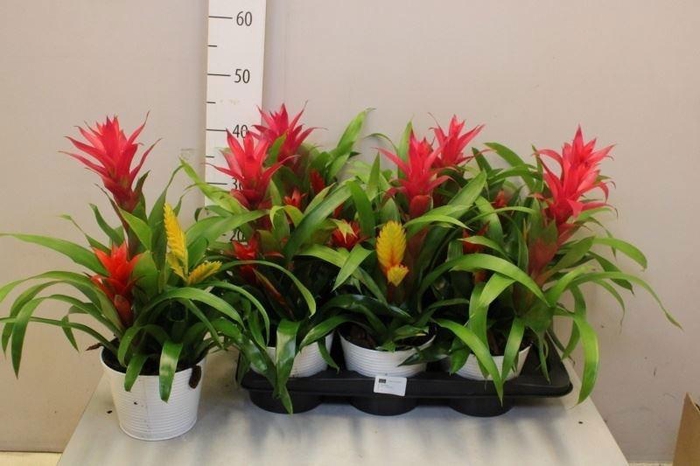 <h4>ARR BROMELIA</h4>