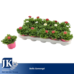 Bellis Gemengd p 10.5