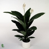 Spathiphyllum  'Sensation'