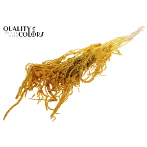 Hang Amaranthus ±70cm Preserved per bunch Bleached Yellow