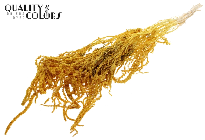 <h4>Hang Amaranthus ±70cm Preserved per bunch Bleached Yellow</h4>