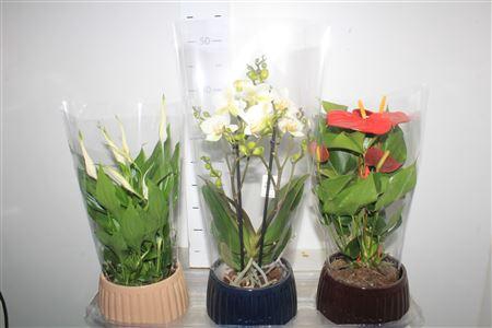 <h4>Arr Kamerpl Bloei</h4>