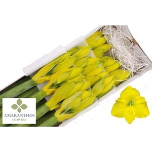 HIPP KLB H% DOUBLE DYED YELLOW!