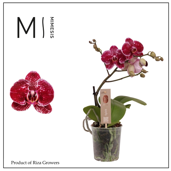 <h4>Mimesis Phal. Spirit Red - 1 spike 12cm</h4>