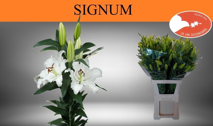 <h4>LI OR SIGNUM</h4>