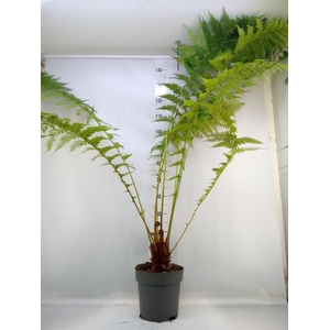 Dicksonia antarctica