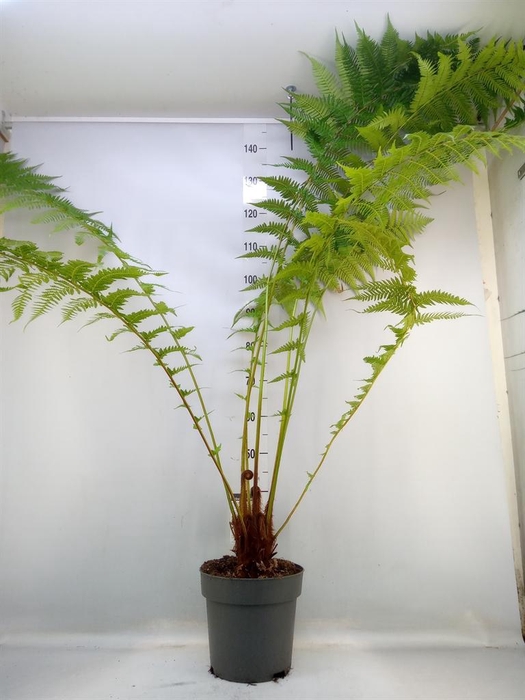 <h4>Dicksonia antarctica</h4>