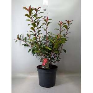 Photinia fraseri