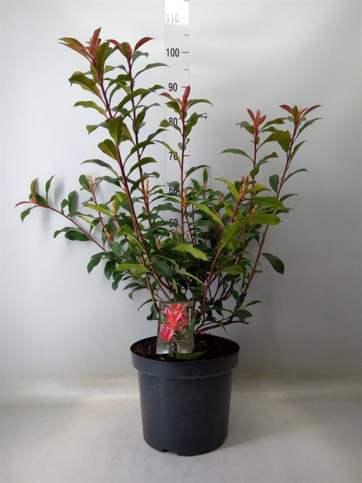 <h4>Photinia fraseri</h4>