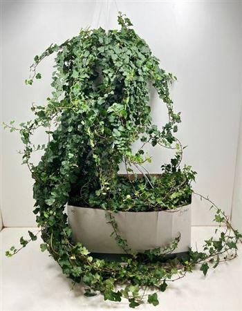 <h4>Hed He Wonder</h4>