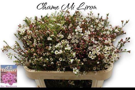 <h4>Chame Mi Liron</h4>