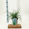 Carex oshimensis