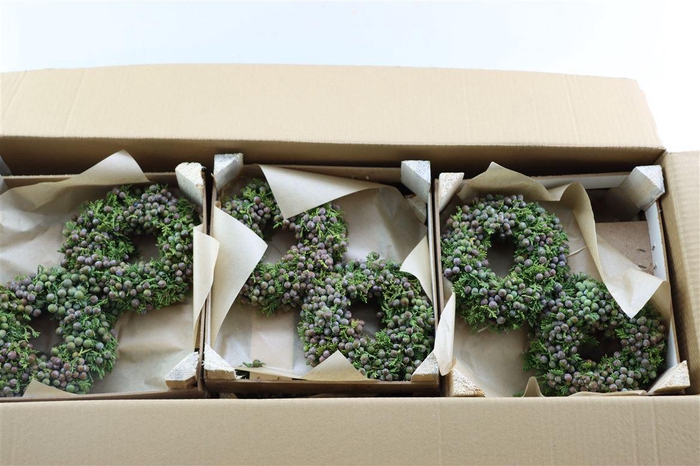 Wr Sierfruit Juniperus Blue 20cm