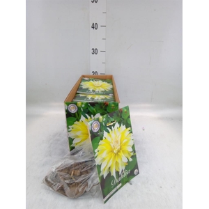 Dahlia   ...flowerbulbs