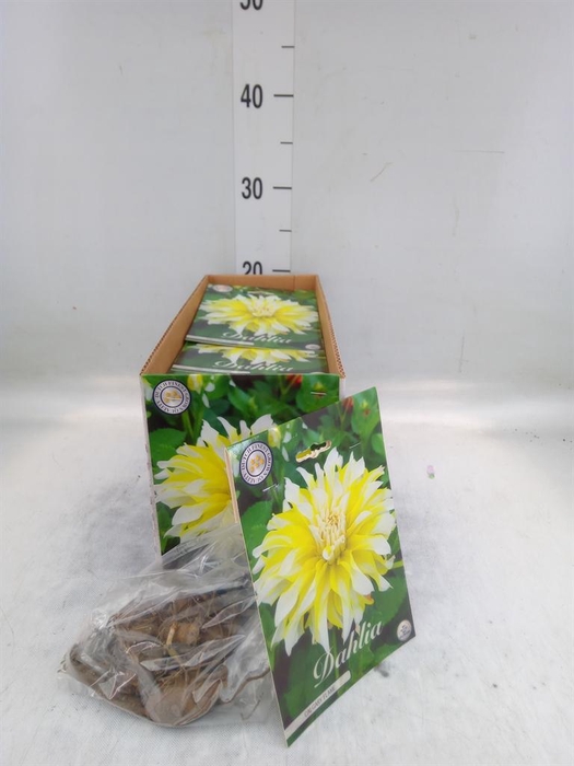 <h4>Dahlia ...flowerbulbs</h4>