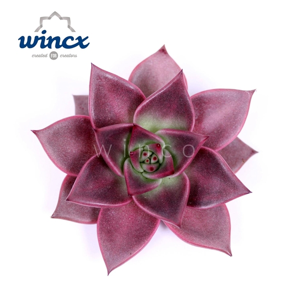 <h4>Echeveria Taurus Cutflower</h4>