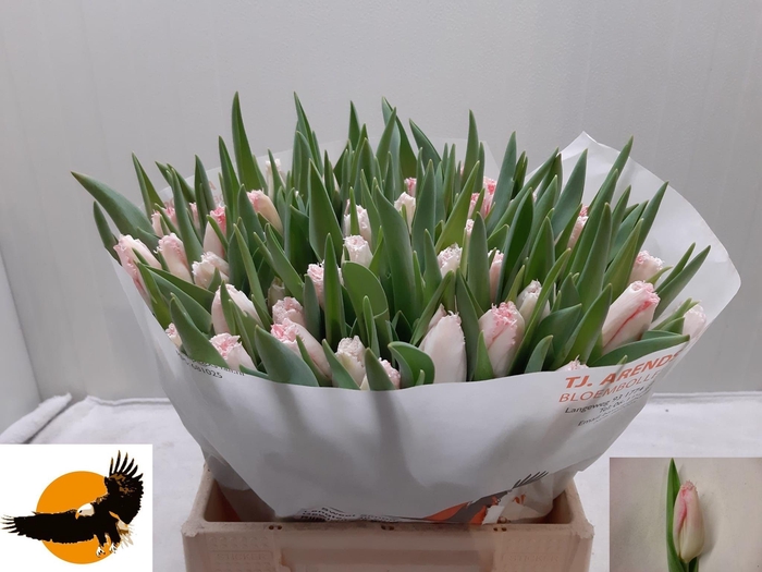 <h4>TU FR SWEET SIMONE</h4>