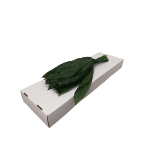 ASPIDISTRA  80 CM WHITE