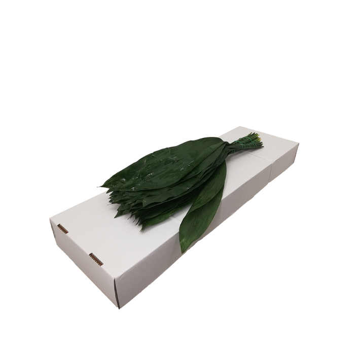 <h4>ASPIDISTRA  80 CM WHITE</h4>