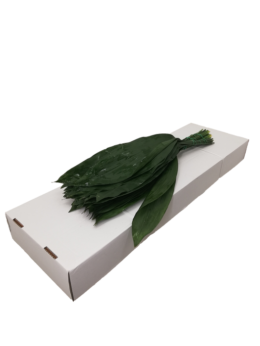 ASPIDISTRA  60 CM WHITE