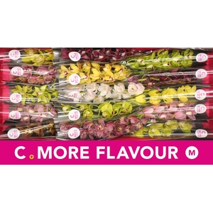 Mini cymbidium 'Mix' 50 cm